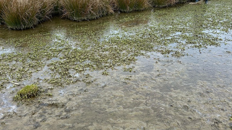 Ölverschmutzung im Naturschutzgebiet Thürer Wiese. 