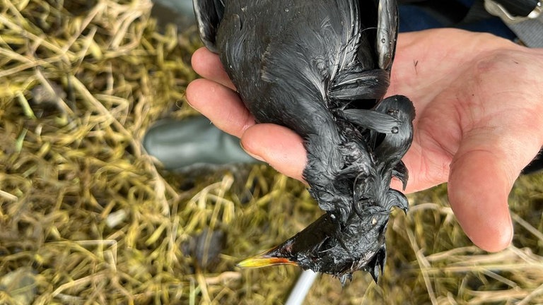Ein Vogel, dessen Federn mit Öl verklebt sind, im Naturschutzgebiet Thürer Wiese. 