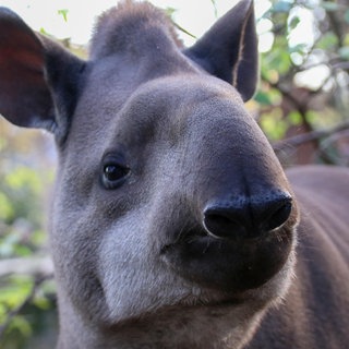 Peppone ist ein Fachlachland-Tapir und neu im Zoo Neuwied. Hier soll er für Nachwuchs sorgen