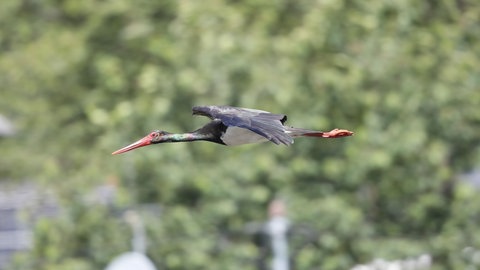 Ein Schwarzstorch mit grünlich schimmerndem Hals fliegt durchs Ahrtal.