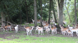 Im Wildpark Westerwald leben rund 300 Tiere, darunter Damwild.