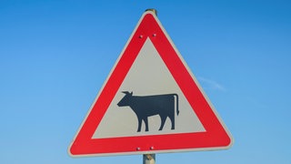 Im Westerwald wurde ein Mann bei einem Unfall mit einer frei laufenden Kuh schwer verletzt. (Symbolbild: Ein Straßenschild warnt vor Kühen.)