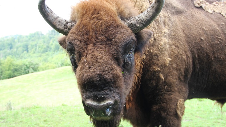 Im Wildpark Westerwald leben rund 350 Tiere, darunter auch Wisente. Das ist die europäische Art des Bisons.