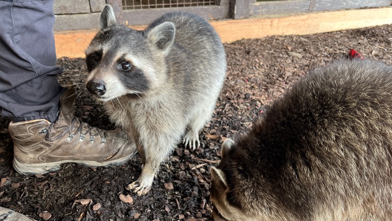 Zwei Waschbären in ihrem Gehege im Wildpark Westerwald in Gackenbach.