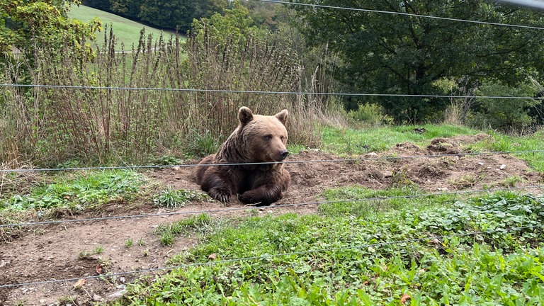 Die europäische Braunbär-Dame Sally in ihrem Gehege im Wildpark Westerwald.