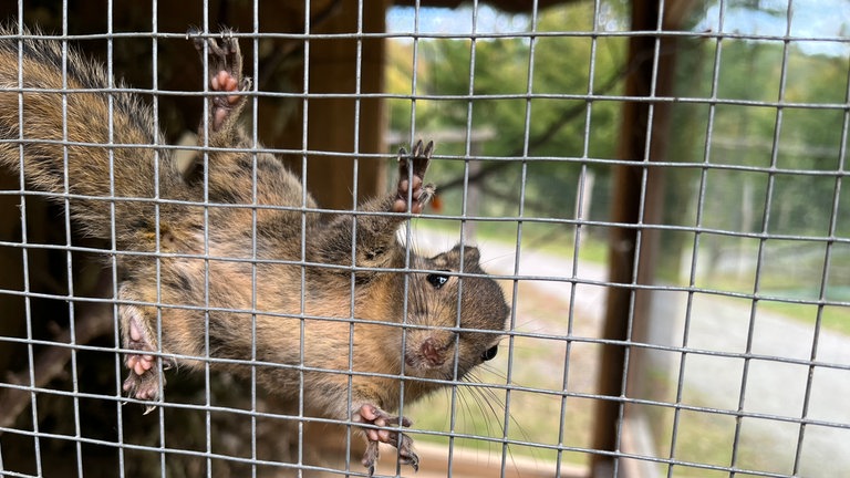 Ein chinesisches Baumstreifenhörnchen klettert an einem Gitter entlang.