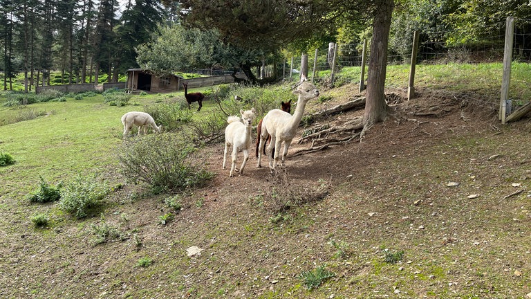 Alpakas im Wildpark Westerwald in Gackenbach