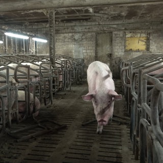 Ein Schwein steht auf dem Gang einer Zucht, neben kaputten Stallungszäunen. In diesem Betrieb in Halver (NRW) haben Tierschützer schwere Missstände dokumentiert.