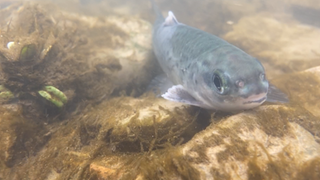 Die Fische in der Ahr haben die Flutkatastrophe 2021 gut überstanden. Laut einer Untersuchung der Hochschule Trier sind noch alle 26 Arten im Fluss vorhanden.