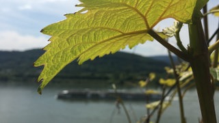Weinblätter einer Rebe am Mittelrhein, Bopparder Hamm, beste Weinlage