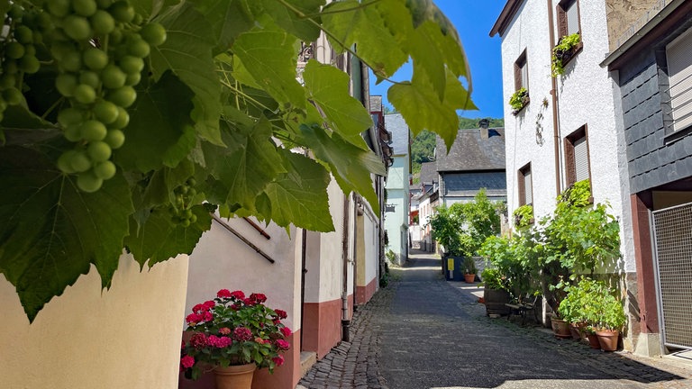 Blick auf eine Gasse in Bremm an der Mosel, im Vordergrund Weinlaub und eine Rebe und ros Geranien in einem Blumentopf. 