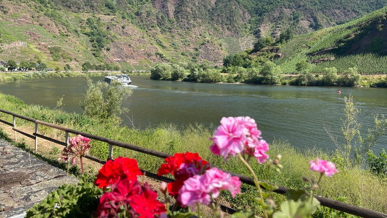 Die Mosel am Winzerort Bremm