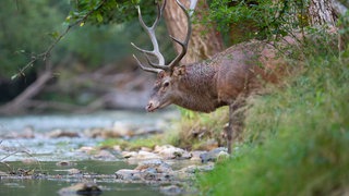 Wildtiere finden auch bei Dürre meist noch genug Wasser in der Natur.