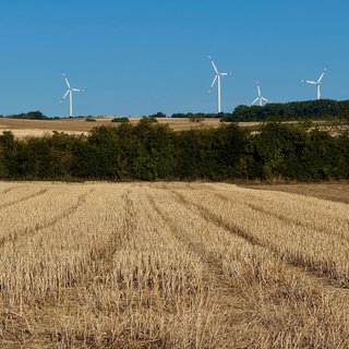 Abgeerntetes Feld vor Bäumen und Windrädern auf dem Maifeld
