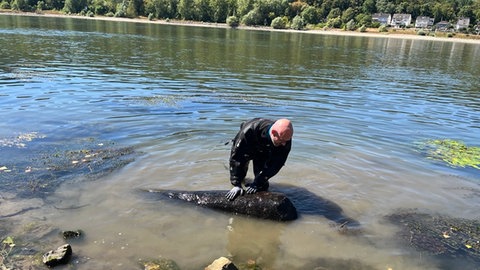 Kampfmittelbeseitiger untersucht verdächtigen Gegenstand im Rhein bei Lahnstein