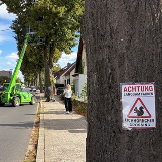 Ein Schild an einem Baum in Kottenheim warnt vor Eichhörnchen, die die Straße überqueren.