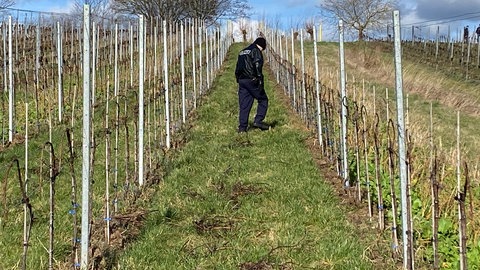 Nach tödlichen Schüssen: Polizist sucht in den Weinbergen zwischen Ranschbach und Birkweiler nach der Tatwaffe