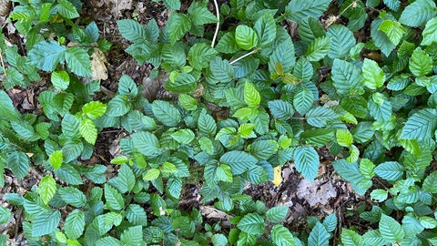Unter den Bäumen wächst der Wald der Zukunft.