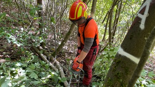Pfälzerwald im Klimawandel: Aus "grüner Hölle" wird junger Mischwald