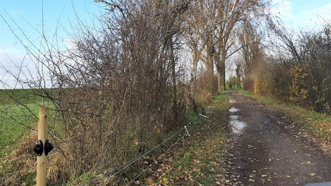 Zerstörter Schutzzaun gegen Afrikanische Schweinepest im Rhein-Pfalz-Kreis