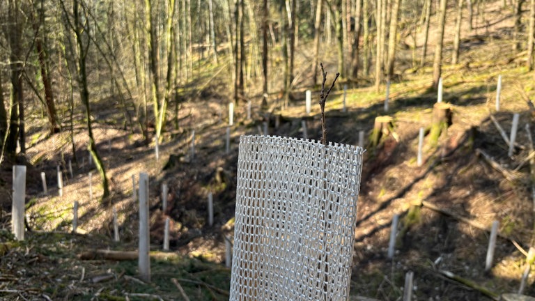 Trockenheit im Pfälzerwald
