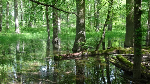 Trockenheit im Pfälzerwald
