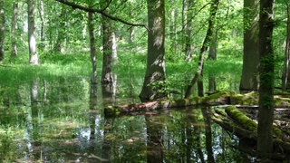 Trockenheit im Pfälzerwald