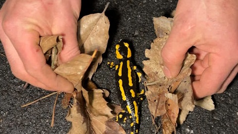  Ein Naturschützer vom NABU Mittelhaardt holt einen Feuersalamander vorsichtig mit Laub von der Waldstraße bei Wachenheim