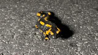 Ein Feuersalamander sitzt bei Wachenheim (Kreis Bad Dürkheim) auf der Straße: Die K16 ist derzeit wegen der Amphibienwanderung gesperrt. 