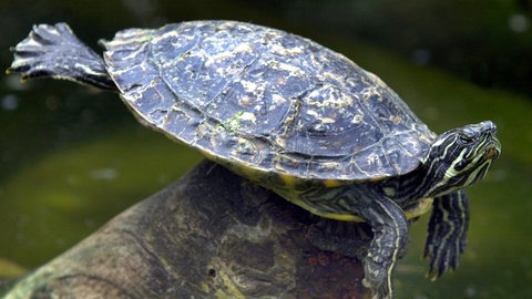 eine Gelbwangenschildkröte auf einem Ast, Symbolbild für Schildkröte taucht in Kläranlage Landau auf