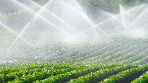 Bewässerung in der Landwirtschaft in der Pfalz