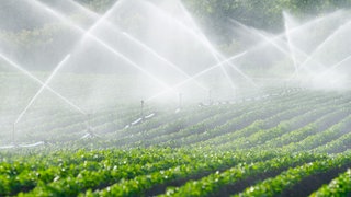 Bewässerung in der Landwirtschaft in der Pfalz