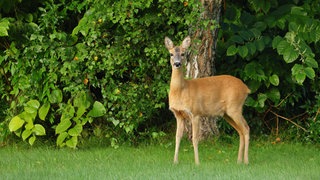 Ein Reh steht auf einer Wiese in einem Garten.
