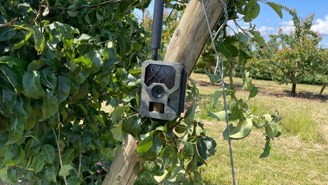 Streuobstwiesen bei Hochstadt