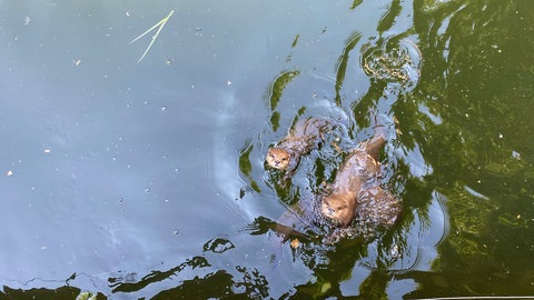 Hitze im Landauer Zoo