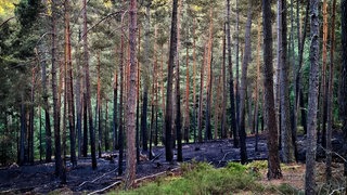 Waldbrand am Ungeheuersee