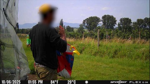 Kamera fängt einen mutmaßlichen Dieb ein. Immer wieder werden einem Südpfälzer Obstbauern kiloweise Früchte geklaut. Das gefährdet seine Existenz. Nun hat er Kameras aufgestellt.