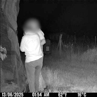 Kamera fängt mutmaßliche Diebe ein. Immer wieder werden einem Südpfälzer Obstbauern kiloweise Früchte geklaut. Das gefährdet seine Existenz. Nun hat er Kameras aufgestellt.