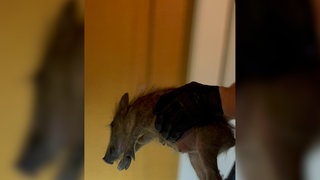 Ein Polizist hält ein Wildschein in den Händen. Die Polizei in Neustadt ist in der Nacht auf Donnerstag wegen eines vermeintlichen Einbrechers ausgerückt, der sich am Ende als ein verirrtes, junges Wildschwein entpuppt hat.