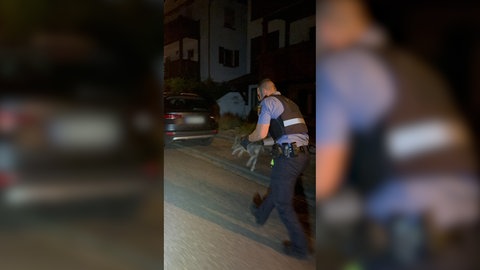 Das verirrte Wildschwein wird von Beamten in Neustadt weggebracht.