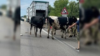 Sechs Rinder sind am Freitag bei Landau aus einem Tiertransporter auf die Fahrbahn der A65 gestürzt und haben sich dabei verletzt. Die Polizei konnte die Tiere enfangen.