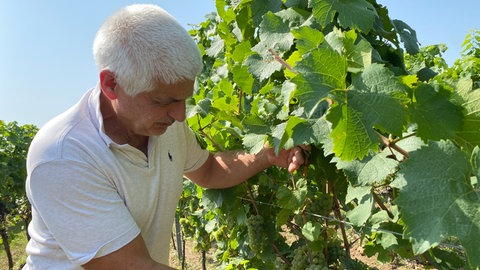Pfalz-Wein: Super Weinjahrgang reift heran