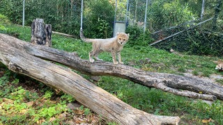 Das Gepardenbaby Assama erkundet sein neues Zuhause im Zoo Landau