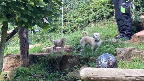 Das Gepardenbaby Assama erkundet sein neues Zuhause im Zoo Landau