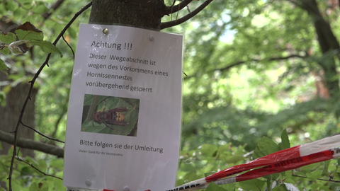 Hornissennest