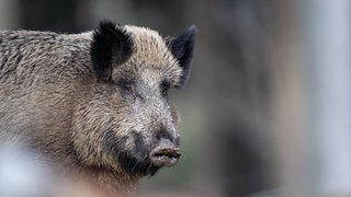 Wildschweine verwüsten immer wieder Friedhof in Bad Dürkheim (Symbolbild)