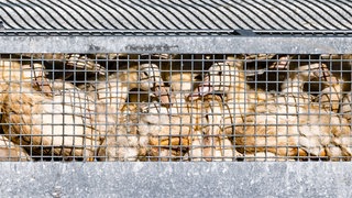 Auch in der Pfalz soll es nun Fälle der Vogelgrippe geben. Ein Mann in Freimersheim musste seine Gänse und Hühner töten. 