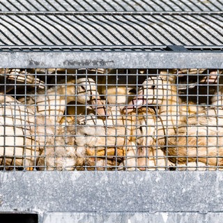 Auch in der Pfalz soll es nun Fälle der Vogelgrippe geben. Ein Mann in Freimersheim musste seine Gänse und Hühner töten. 