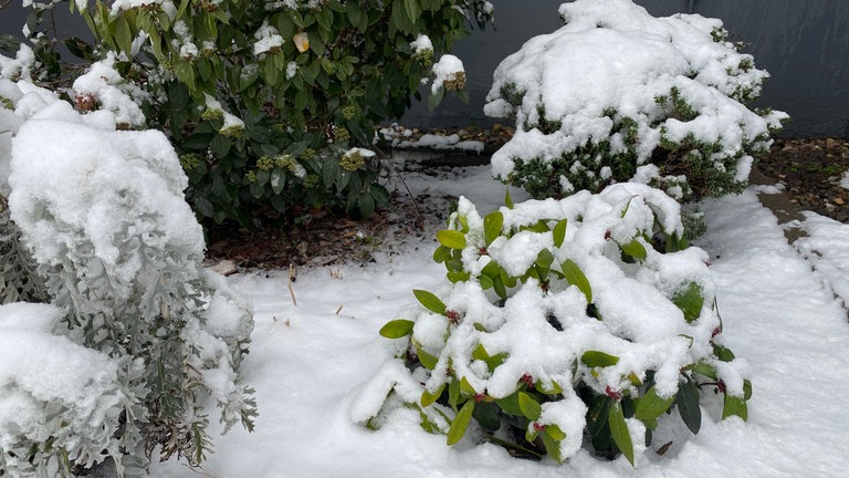 In der Pfalz liegt viel Schnee. Straßen, Wege und Pflanzen sind bedeckt damit - Kinder spielen mit dem Schnee.