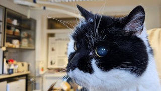 Wurde Kater Eddie von Hamburg nach Ludwigshafen entführt? Vor 18 Monaten war das Tier in einem Hamburger Yachthafen verschwunden und ist jetzt in der Chemiestadt aufgetaucht.